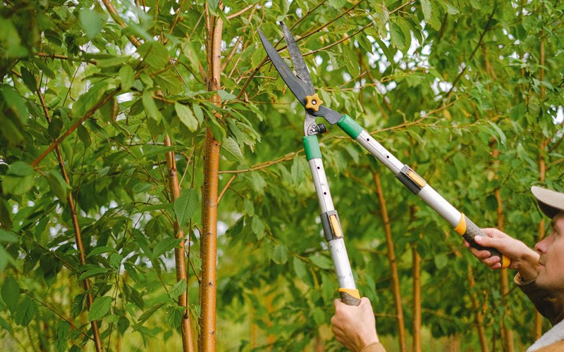 Tree trimming in Richland, MT